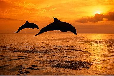 Bungie新作《马拉松》早期反馈不佳 测试者并不感兴趣